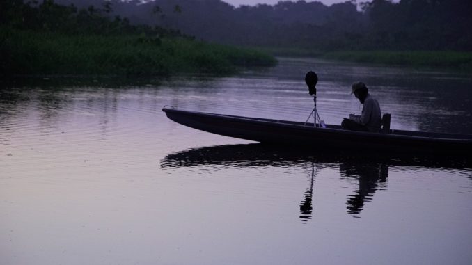 dusk chorus